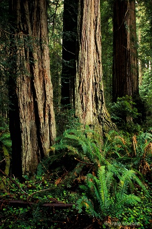 Redwood and Ferns