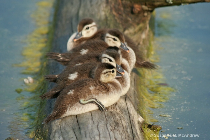 Get Your Wood Ducks In  A Row