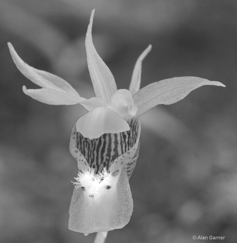 B&W Calypso Orchid