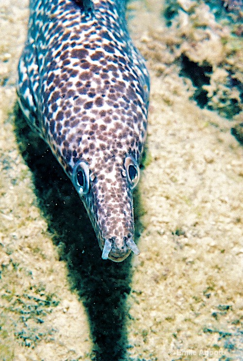Morey eel - ID: 8537034 © Emile Abbott