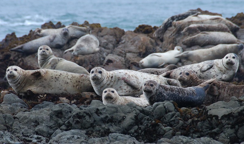 Harbor Seals