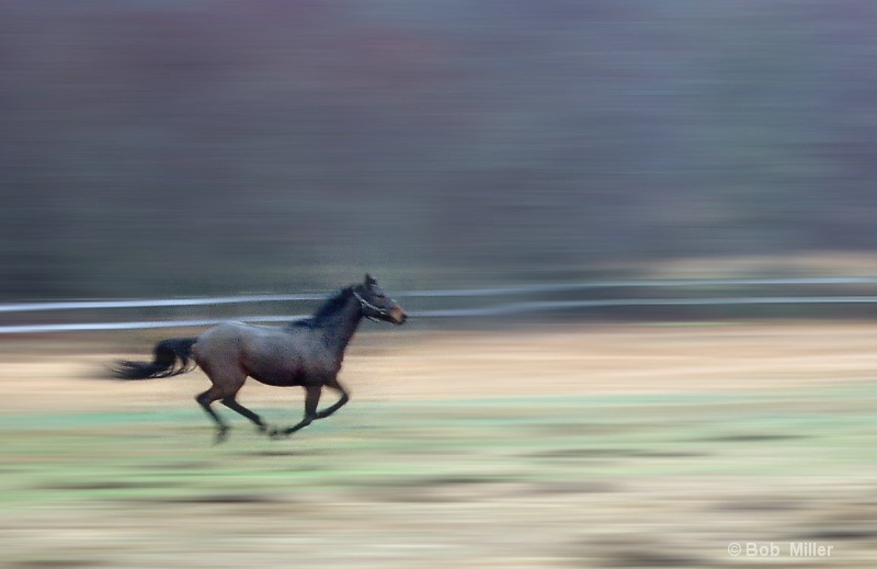 Running Horse - ID: 8537177 © Bob Miller