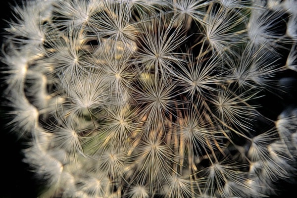 Dandelion Puff