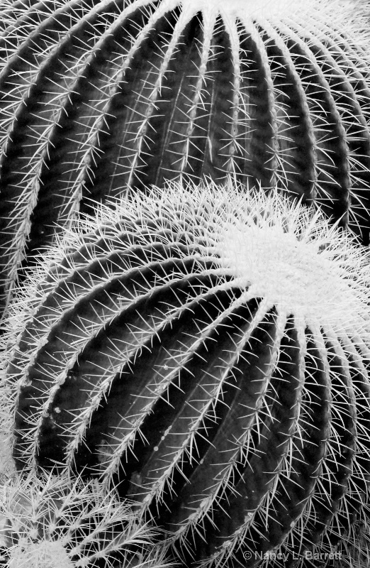 Barrel Cactus