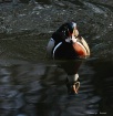 Wood Duck Reflect...