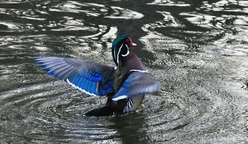 Wood Duck Display