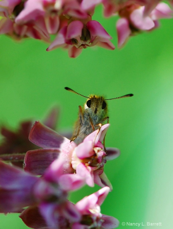 Skipper on Milkweed II