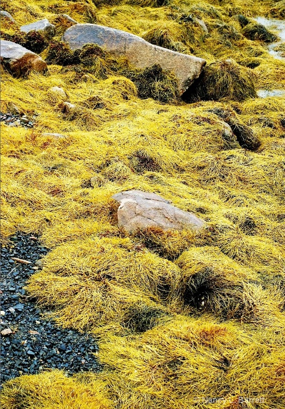 Seaweed at Blue Rocks