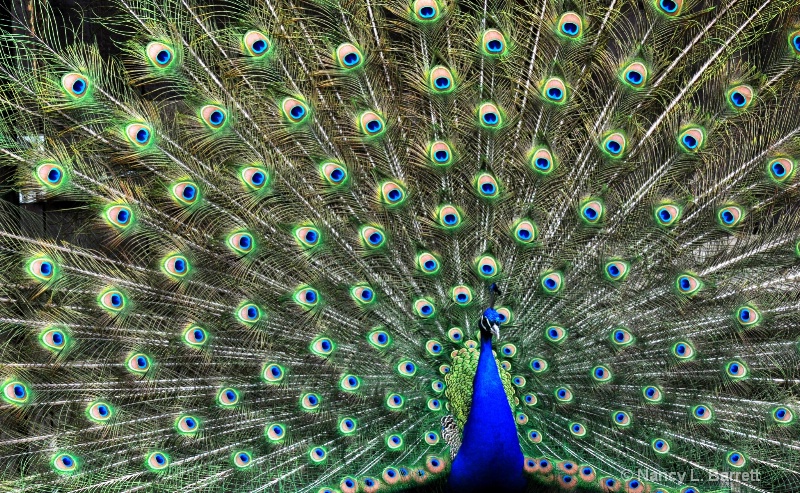 Peacock Display