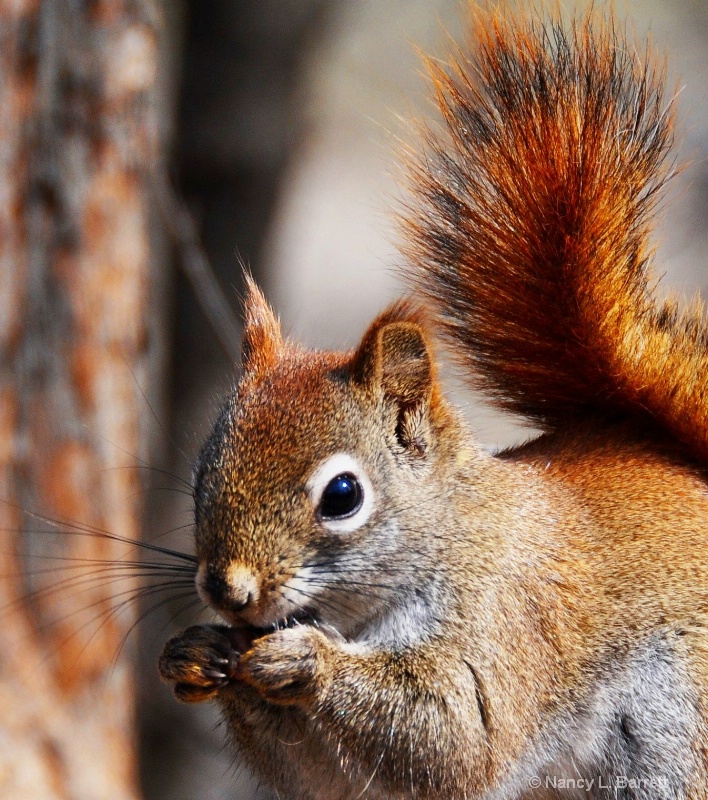 Red Squirrel