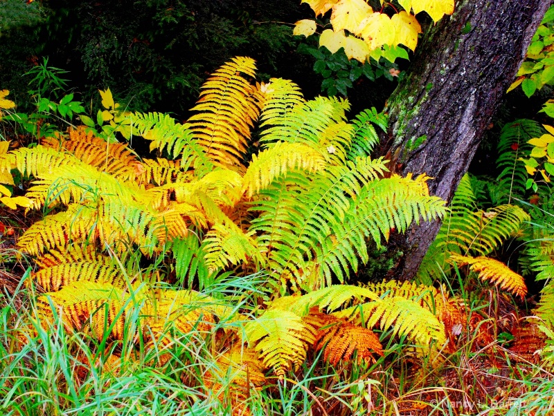 Autumn Fern