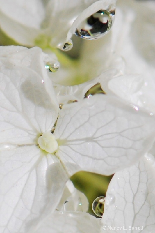 Hydrangea Drops