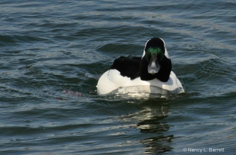 Bufflehead 