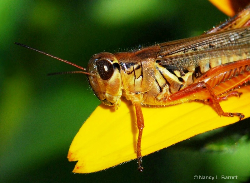 Grasshopper Couchant
