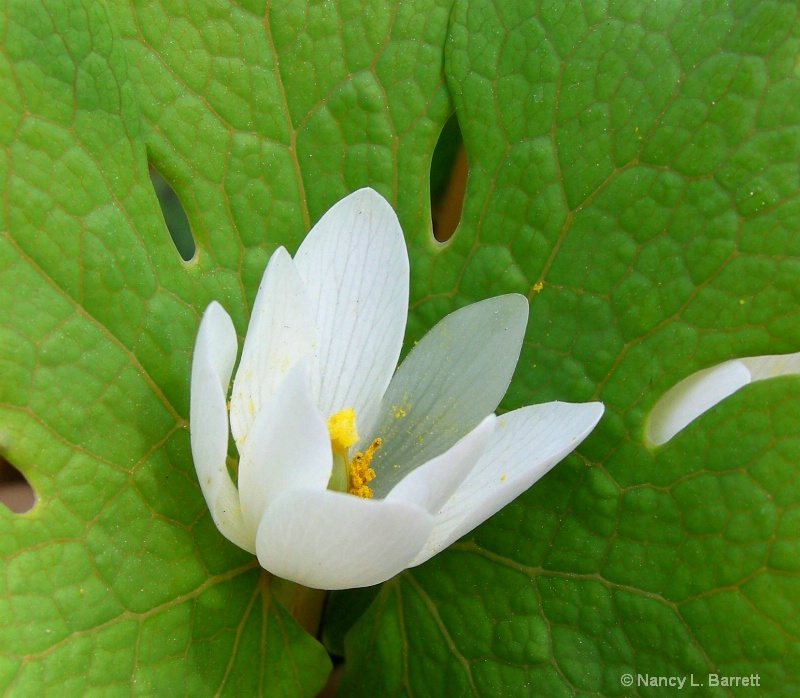 Bloodroot