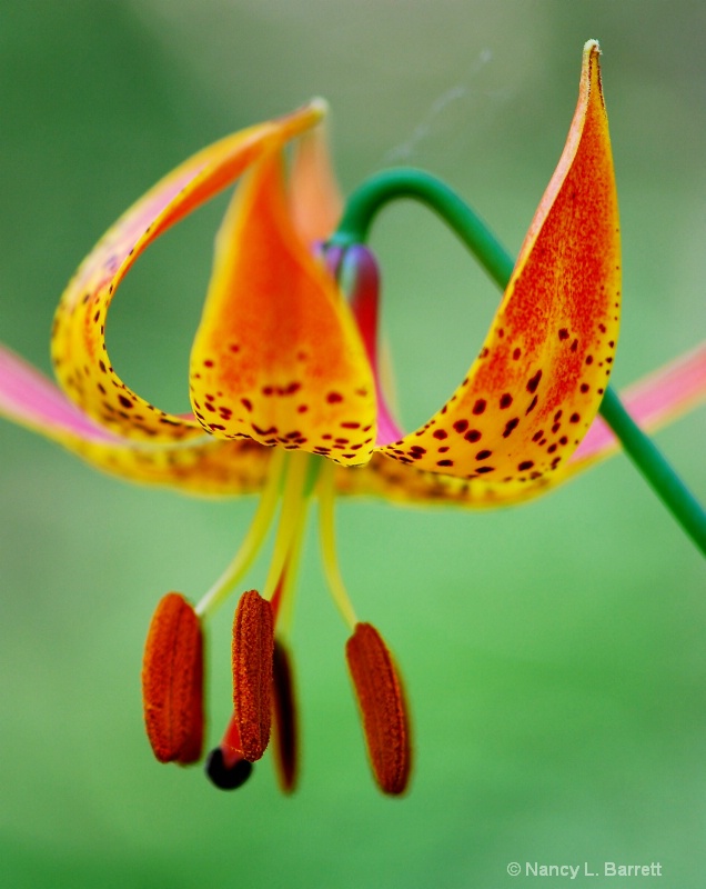 Canada Lily