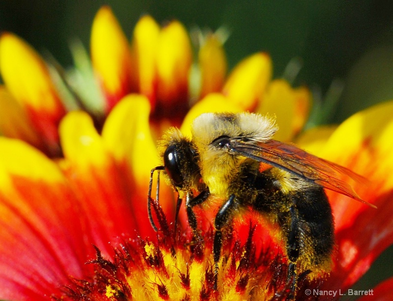 Bee on Gaillardia