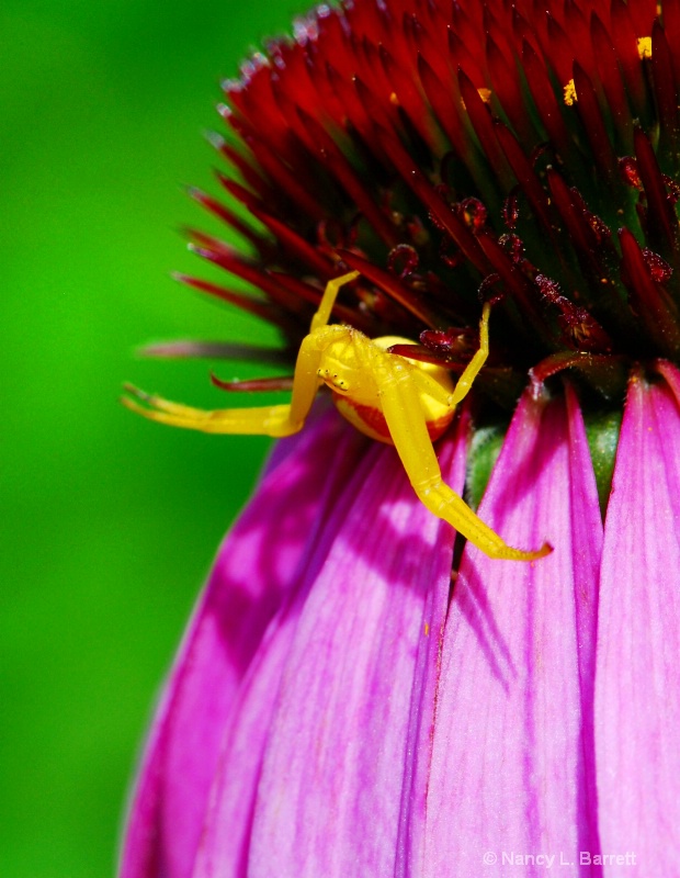 Crab Spider Awaits