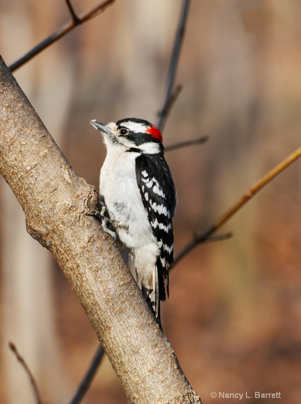 Downy Woodpecker