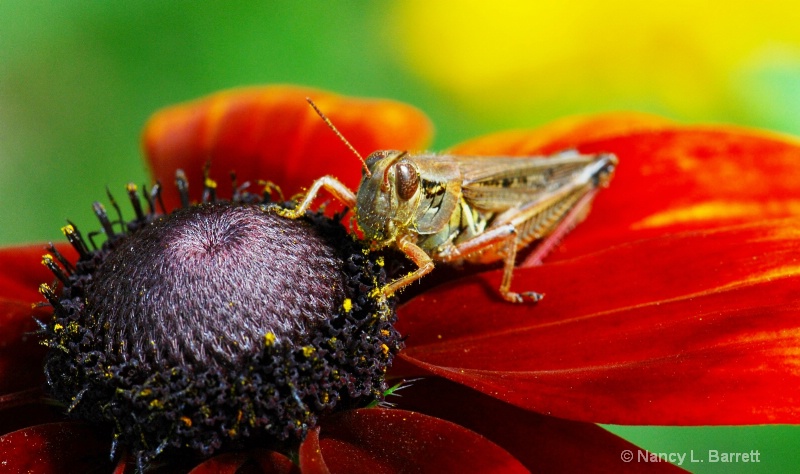 Grasshopper's Lunch