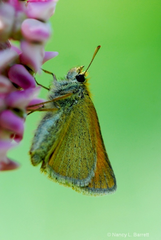 Skipper on Milkweed