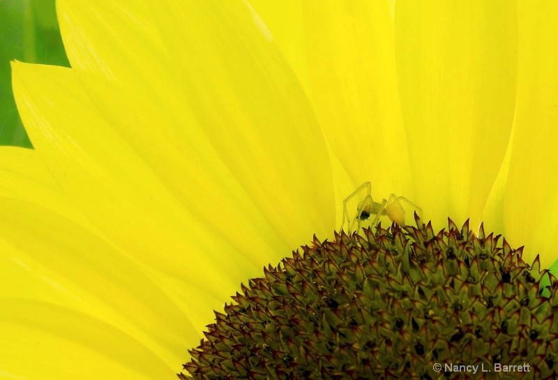 Spider on Sunflower