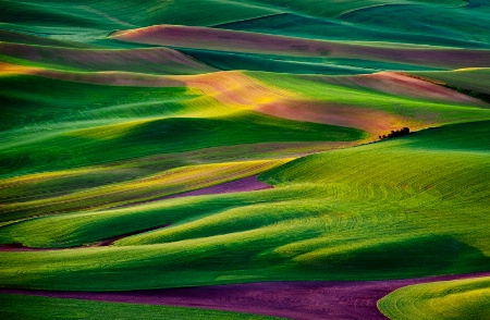 Palouse in Spring