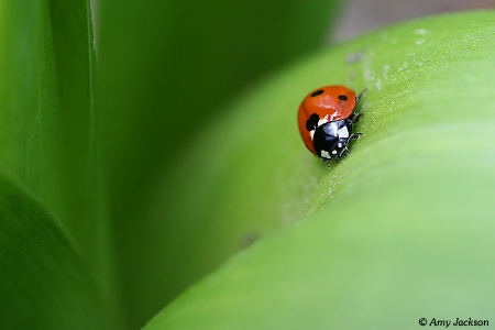 Ladybug