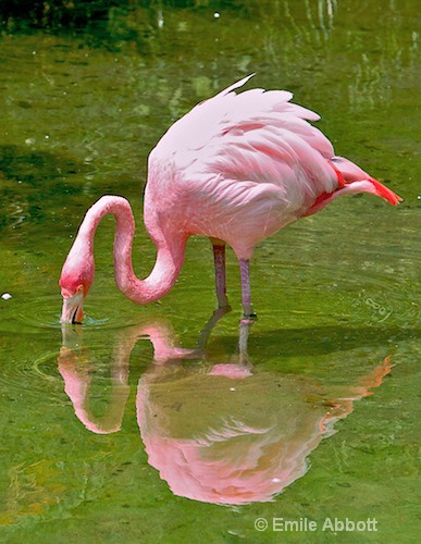 Chilean Flamingo - ID: 8541329 © Emile Abbott