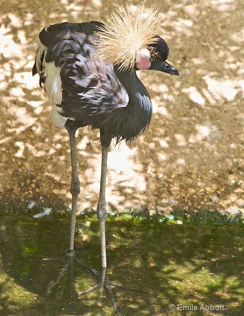 West African Crowned Crane - ID: 8541331 © Emile Abbott