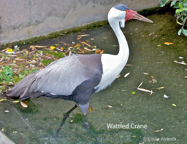 Wattled Crane - ID: 8541333 © Emile Abbott