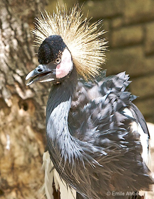 West African Crowned Crane - ID: 8541342 © Emile Abbott
