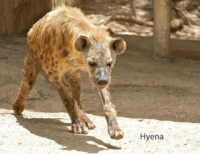 Hyena - ID: 8541508 © Emile Abbott