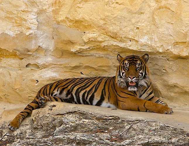Sumatran Tiger - ID: 8541509 © Emile Abbott