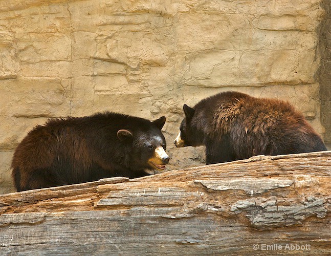 Brown Bear - ID: 8541512 © Emile Abbott