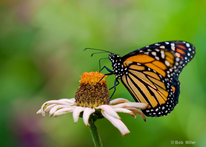 Monarch Butterfly - ID: 8541642 © Bob Miller