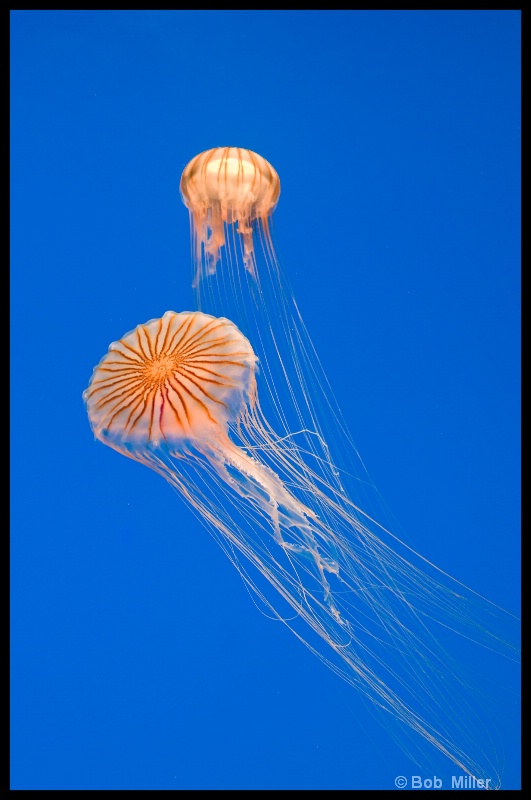 Jellyfish #3 - ID: 8541644 © Bob Miller
