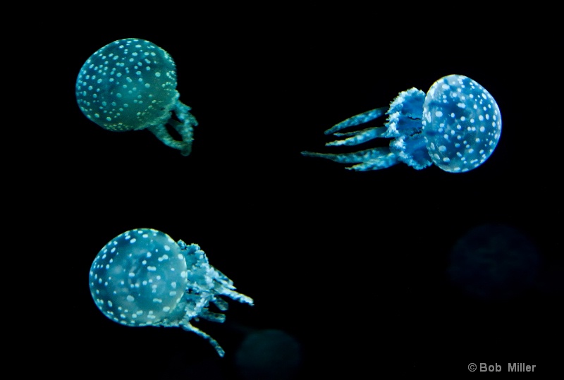 Jellyfish - ID: 8541646 © Bob Miller