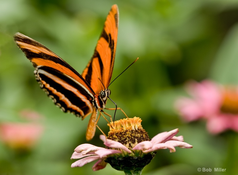 Isabella Tiger Butterfly - ID: 8541660 © Bob Miller