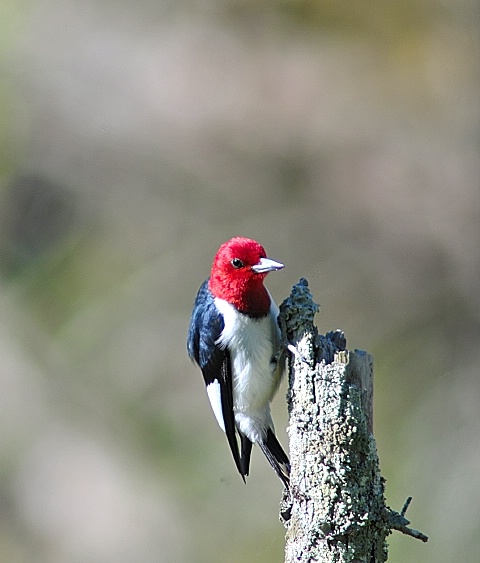 Red-headed Woodpecker