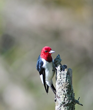 Red-headed Woodpecker