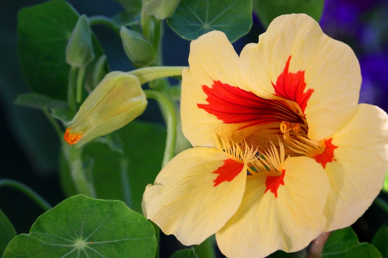 In the Nasturtium Jungle