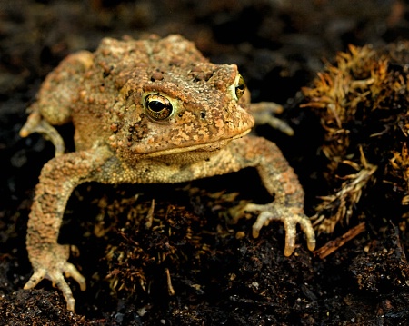 Toad