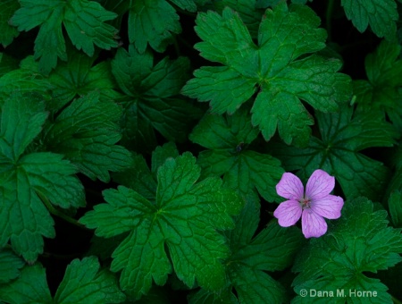 Purple Flower In A Sea Of Green