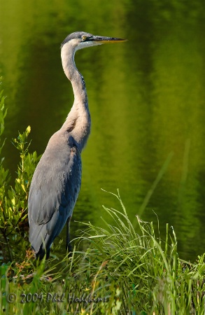 Heron Portrait