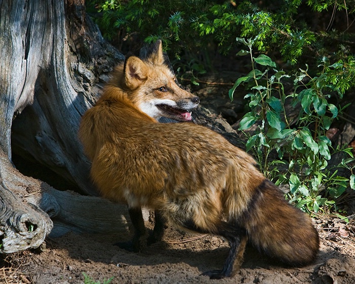 Red Fox at Den