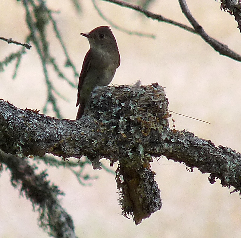 Western Wood-Pewee Nest - ID: 8549729 © John Tubbs