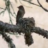 2Western Wood-Pewee Nest - ID: 8549729 © John Tubbs