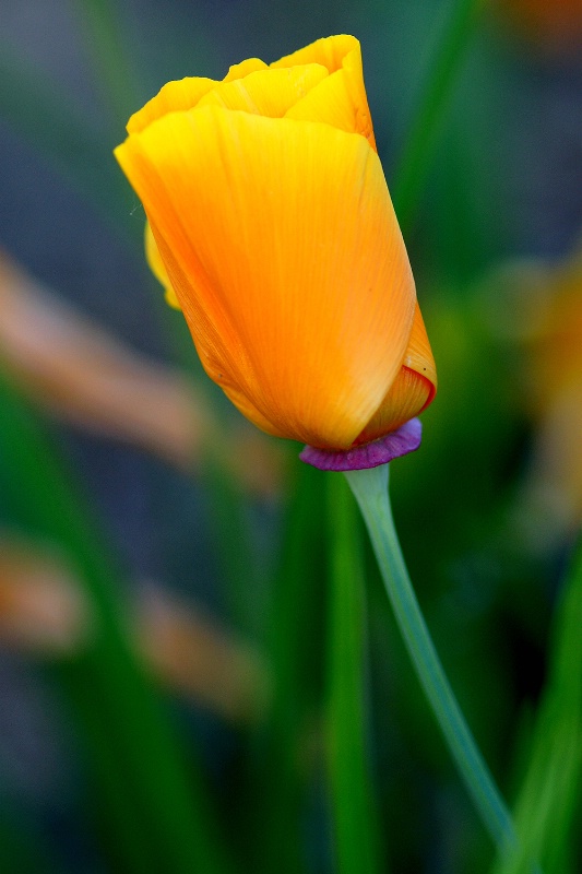 Gold petals