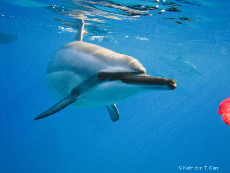 Dolphin approaching Leaf